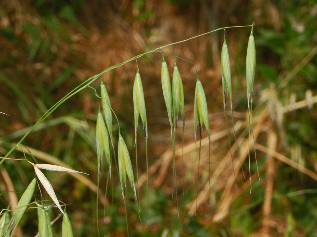 Di cosa si tratta?- Avena sp.